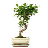 Ficus Bonsai S formos P20 medelis