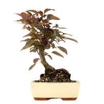 Obelis - Malus Bonsai - Crabapple P20