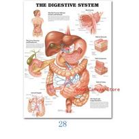 Raumenų sistemos plakatai Anatomijos diagrama Žmogaus kūno drobės tapyba Spaudinys Sienų menas Mokyklinės medicininės mokomosios priemonės 21cm×30cm NoFrame