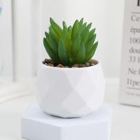 Cactus Succulents Bonsai Evergreen Small Potted Plants Simulation Bonsai Plants  Home H
