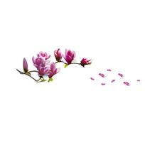 (Nikita) Magnolijos gėlių namų namų apyvokos kambario sienų lipdukas Freskos dekoro lipdukas Nuimamas Naujas One Size raudona