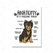 Animal Anatomy Canvas Plakatas Borderkolis Jorkšyro terjeras Spausdinti Šiuolaikinės naminių gyvūnėlių parduotuvės ligoninės siena 21cm×30cm NoFrame