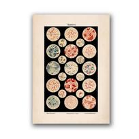 Wall Art Canvas Microbiology Bacteria Microbe Art Print Old Medicine Poster Science Painting Picture Biology Study Vintage Decor No Frame 21*30cm No Frame