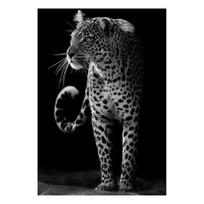 Juodosios Afrikos laukiniai gyvūnai Liūtas Žirafa Zebra Leopardas Plakatai ir spaudiniai Juodai balta sieninė drobė Paveikslai Svetainės namų dekoras 20x30cm No Frame