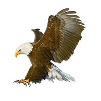 J510# „Fierce Eagle“ rankomis dažytas lipdukas ant automobilio vinilo lipduko vandeniui atsparaus dekoravimo automobilio lipdukų A-15cm-Longest Side