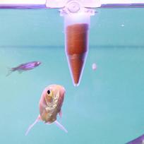 10PCS Shrimp Egg Feeder Automatic Feeder Ornamental Fish Feeder Small Fish Feeder Aquarium Feeder Dark Brown