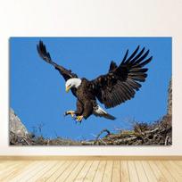 Skandinaviško dekoro drobės paveikslėliai gyvenamajam kambariui Erelis Tapyba Sienų Menas Quadros Decoracion Gyvūnai Plakatai ir spaudiniai Erelis 21cm×30cm NoFrame