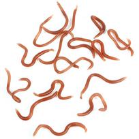 10cm Žuvies kvapo minkštas sliekas žvejybai su dėžute žvejams brown