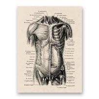 Žmogaus anatomija Skeletas Širdies raumuo Drobė Tapyba Šiaurės šalių retro dekoratyvinis plakatas Svetainės sienos Meno spaudiniai Šiuolaikinis namų dekoras 21cm×30cm NoFrame