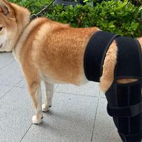 Adjustable Dog Knee Brace Breathable Pet Recovery Bandage  Fracture Stabilization S brown