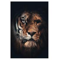 Afrikos laukinių tigrų gyvūnų tapybos aliejiniai sienų plakatai ir spaudiniai 21cm×30cm NoFrame