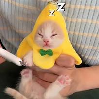 Bananinių kačių galvos apdangalas Kūrybiškos mielos katės Naminių gyvūnėlių bananų galvos apdangalai Pliušiniai katės Cosplay kostiumai Bananų galvos apdangalai Spektaklio nuotrauka yellow