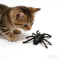 1PCS Cat Toy Adult Prank Prop 1PCS juoda