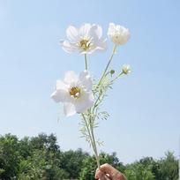 77CM Length Artificial Cosmos Flower Branch Elegant Design Handmade Plastic Chrysanthemum Gesang Flower Fake Flowers