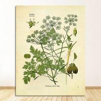 Plakatas Petražolės Šalavijas Rozmarinas Čiobrelis Kulinarijos Sienų Menas Paveikslas Drobė Tapyba Virtuvės Dekoravimas Prieskoniai Žolelės Spaudinys Vintažinis Botaninis Be Rėmo 21*30cm