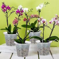 Mesh Pot Root Control Orchid Flower Breathable Growth Container Drainage Hole Orchid Pot With Root Garden Plastic Flower Pot S balta