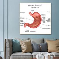 Žmogaus organai Smegenys Kepenys Širdis Anatomijos Plakatas Spaudinys Drobės Tapyba Žmogaus Kūno Žemėlapis Medicininė Klasė Biuro Kambarys Namų Dekoracija 20x20cm