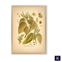 Senoviniai botaniniai augalai Drobės tapyba svetainei Vaistažolių plakatai ir spaudiniai Virtuvės sienų nuotraukos Namų dekoras 21cm×30cm NoFrame