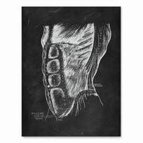 Žmogaus anatomijos meno kūriniai Medicinos klinika Sienos paveikslėlis Skeletas Organas Raumenų sistema Vintažinis drobės spaudinys Kūno ugdymo plakatas be rėmelio 21*30cm