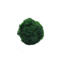 3-4 cm Marimo samanų rutuliukai gyvas akvariumo augalas dumbliai žuvų krevečių akvariumo ornamentas 1Pcs