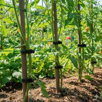 Augalų atraminiai spaustukai Plastikiniai vynmedžio raišteliai namų pomidorų, agurkų sodininkystės reikmėms