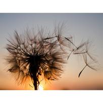 5D DIY Full Round Diamond Painting Sunset Dandelion Landscape Picture Diamond Embroidery Rhinestone Home Decoration Gift Full Round 20x30CM