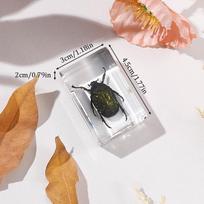 Natūralūs vabzdžių pavyzdžiai Derva Scarab Namų dekoracija Figūrėlė Vabalai Vabaliukai Dovana aplinkosaugininkams Namų biuro papuošalai KTY