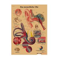 Skeletinių raumenų anatomijos schema Retro plakatas Klasės dekoravimui Sienos menas (584) 29.7X42cm (A3 size)