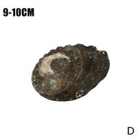 Natūralus abalone Shell Seashell jūrų namų dekoro akvariumas pasidaryk pats bakas E5M8 Black-brown-9-10cm