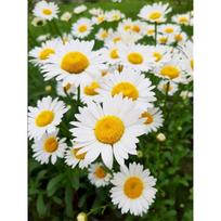 Deimantinis siuvinėjimas 5D Daisy Deimantinis paveikslas Gėlių paveikslas Mozaikinis siuvinėjimas Paveikslėliai Meno kūriniai Full Round 20x30CM