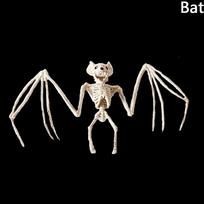 Home Mouse Halloween Decoration Bat Animal Skeleton Plastic  Bones Artificial skull Trick Props bat