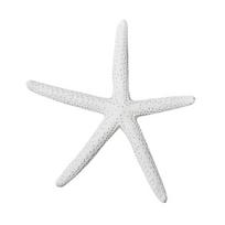 Artificial Starfish Solid Color Decorative Resin Beach Coastal Starfish Nautical Ornament for Wedding balta