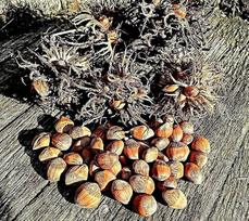 Medžio lazdyno riešutų sėklos, Corylus Colurna, turkiški lazdyno riešutai (5 sėklos)
