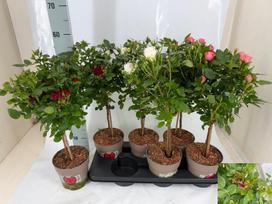 Daugiametė gėlė, rožė, ant stiebo, įvairios, vazonėlio skersmuo 15 cm.