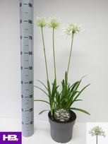 Daugiametė gėlė, agapantas "Henrys White", vazonėlio skersmuo 21 cm.