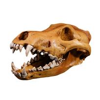 High Detail Resins Wolf Skull Replicas Decorative Piece Realistic Animal Head Model for Study Room Interior Decors 1