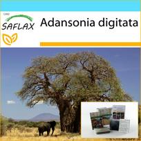 SAFLAX – Dovanų rinkinys – Afrikos beždžionių duonos medis – 6 sėklos – Su dovanų dėžute, kortele, etikete ir vazono substratu – Adansonia digitata