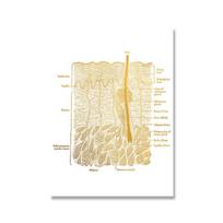 Anatominės odos anatomija Plakatas Laminuota drobė Spausdinimas Medicininis išsilavinimas Daktaro sienų tapyba 21cm×30cm NoFrame