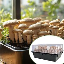B97A-24 Pcs Monotub Adhesive Filter Disks 2.5 -2MM Thick Filter Discs For Mushroom Growing Supplies balta