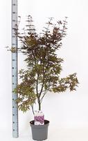 Dekoratyvinis medis, klevas, vazonėlio skersmuo 26 cm.