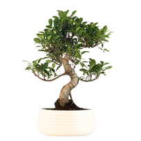 Ficus Bonsai P25 S ECO