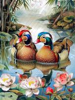 5dDIY Diamond Painting Mandarin Duck Jewelry CrossStitch Embroidery Complete Set of Animal Diamond Mosaic Home Decoration Items Full Round 20x30CM black
