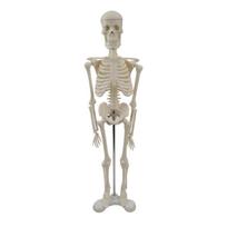 Skeletas su stovu Medicininis anatomijos tyrimas Kūno sandaros mokymo priemonės 1