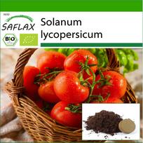 SAFLAX Ekologiškas - Pomidoras - Berner Rose - 10 sėklų - Su vazoniniu substratu geresniam auginimui - Solanum lycopersicum