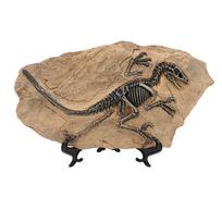 Dinozauras Skeletas Fosilija Figūrėlė Derva Aukštas Imitavimas Dinozauras Fosilija Modelis Statula Mokslui Biurui