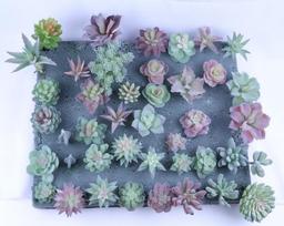 Diy Simulated Succulent Plant Hair Planting, Mini Fake Succulent Bonsai With Flower Arrangement, Simulated Plant