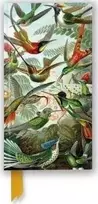 KNYGA Bookshop Knygynas Ernst Haeckel: Kolibriai (plonas užrašų knygelė su blizgia danga)