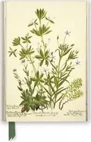KNYGA „Flame Tree Studio“ RBGE: Charlotte Cowan Pearson: Stitchworts, Woodruff ir Pepperwort (foliuotas žurnalas)