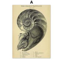Nautilus Octopus Squid Conch Anatomy Manuscript Vintage Posters Prints Canvas Art Wall Decoration Home Paintings For Living Room 21*30cm