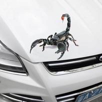 Universalūs animacinių filmukų automobilio lipdukai su nesenstančiais voro ir driežo dizainais asmeninimo reikmėms A18